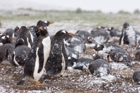 Bird flu found in Falkland Islands, 35 penguins dead