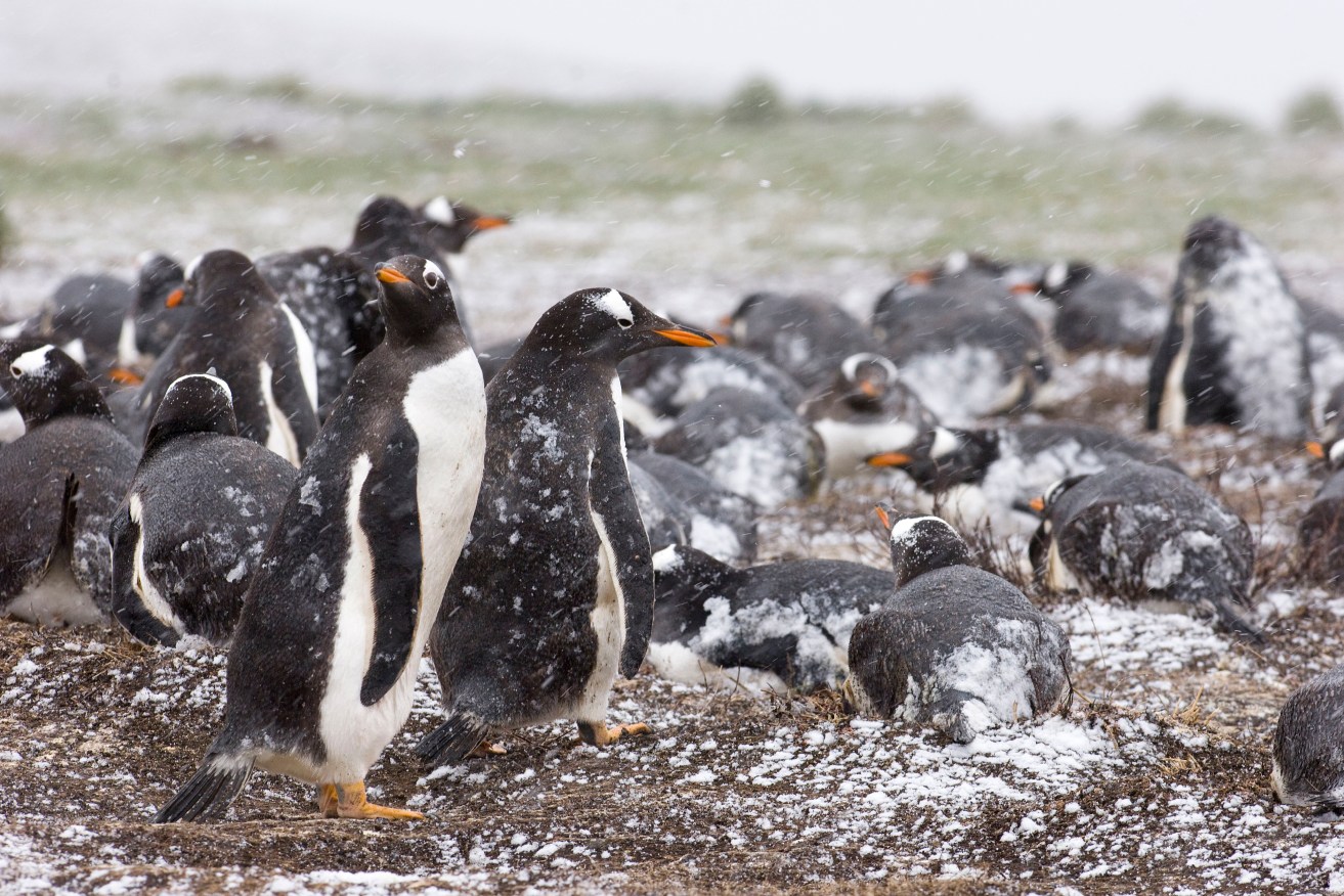 Experts fear bird flu could spread among penguins in the Falkland Islands.