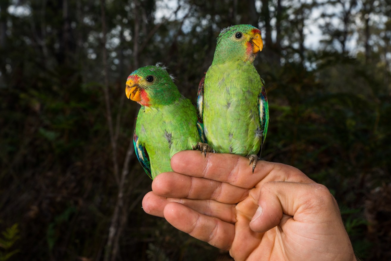 A judge has ordered forestry operations suspended in an area said to be home to the swift parrot. 