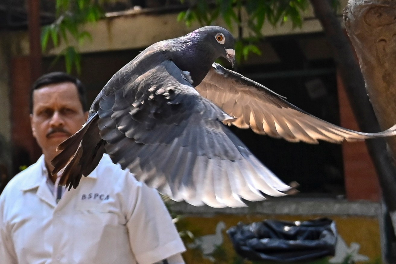The suspected spy pigeon turned out to be an escaped open-water racing bird from Taiwan.
