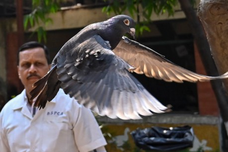 India police clear suspected Chinese spy pigeon