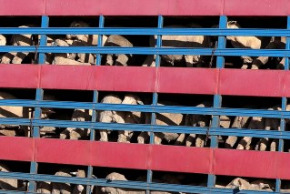 Live sheep export ban laws triggers opposition outrage