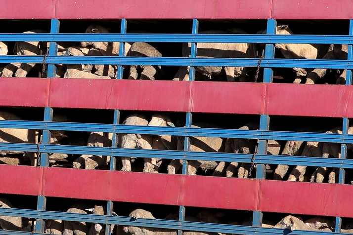 Live export ship blocked from sailing to Israel