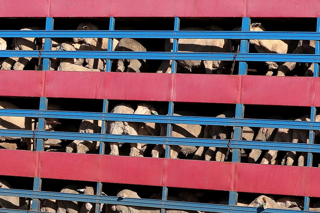 The Nationals say laws to ban live sheep exports by sea will destroy livelihoods in WA.