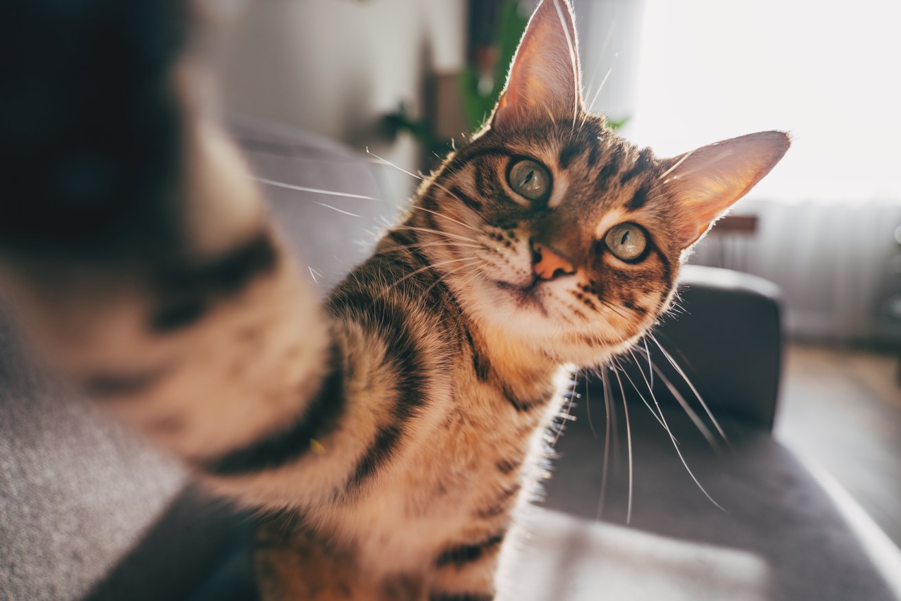 A sick cat infected its owner with the bubonic plague. No flea bite involved.