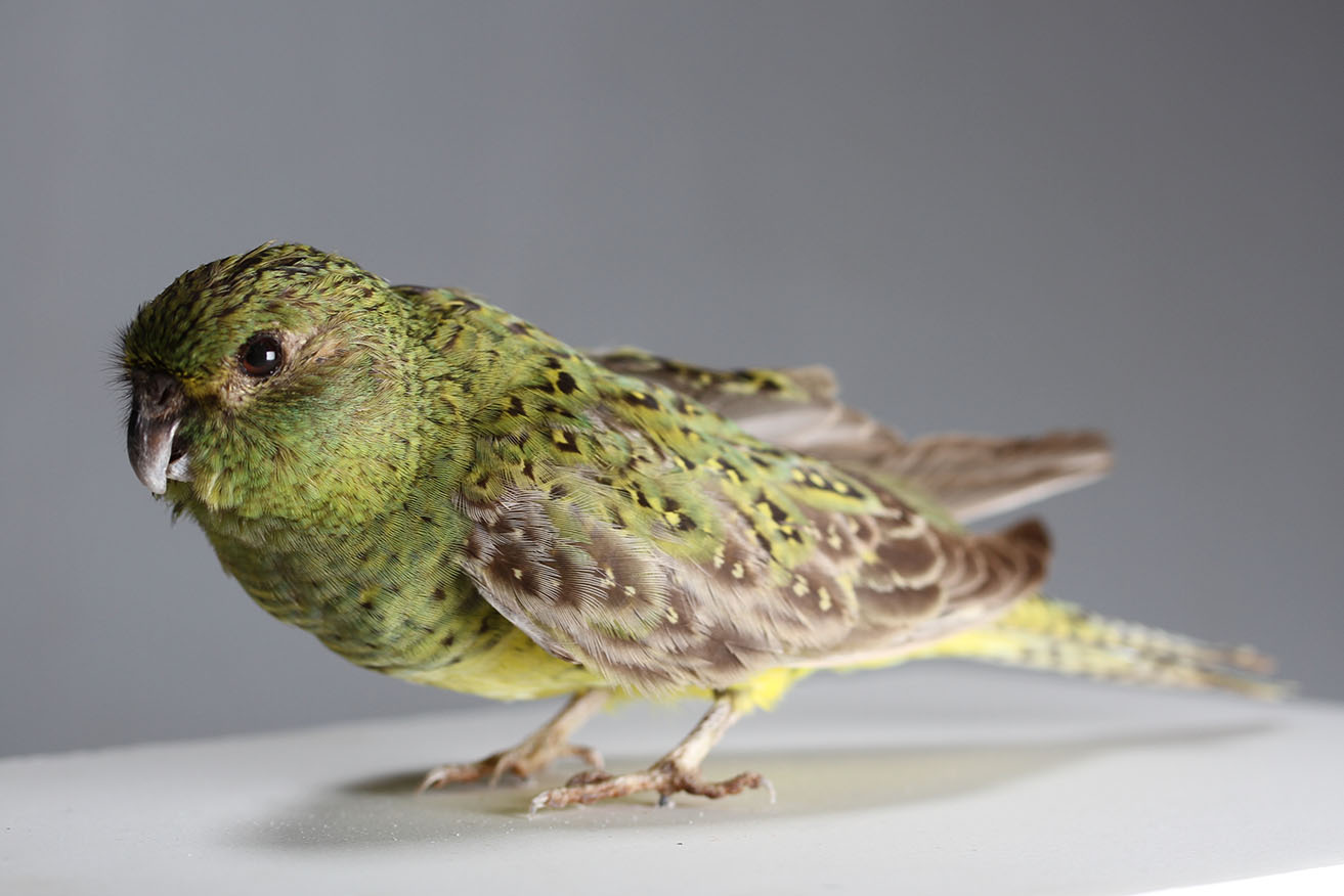 The night parrot is extremely rare but a specimen is on display at the WA Museum Boola Bardip.