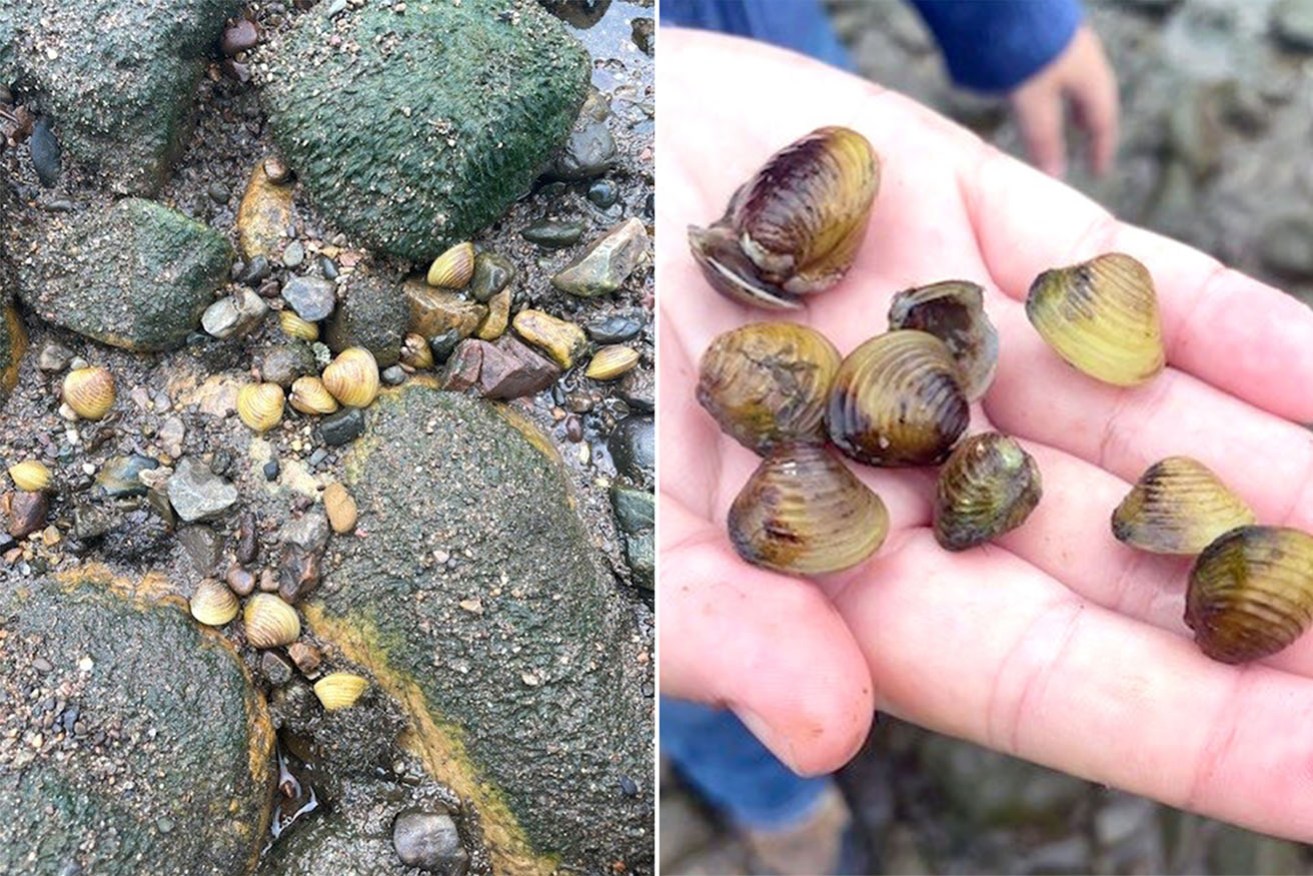 Biosecurity authorities are on alert after a highly invasive clam was found in the Brisbane River. 