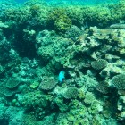 Reef coral bleaching to be assessed by new classification system