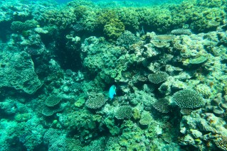 Coral bleaching on reef to be reclassified