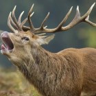Zombie deer disease is spreading and there are concerns it could jump to humans