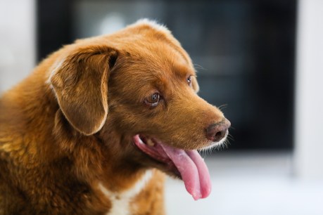 Bobi loses &#8216;world&#8217;s oldest dog&#8217; title, posthumously