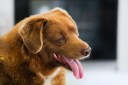 Bobi loses ‘world’s oldest dog’ title, posthumously