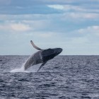 Marine heatwave might have caused whale decline between 2012 and 2021