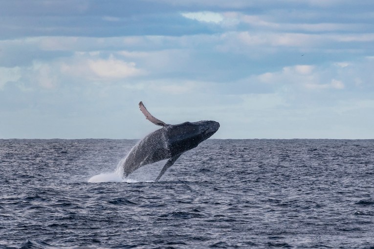 Marine heatwave may have hit whale numbers