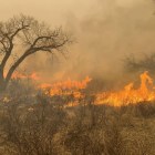 Texas battles its largest wildfire ever