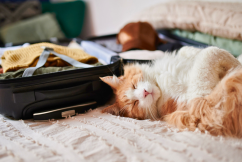 Some of the best  pet-friendly travel destinations 