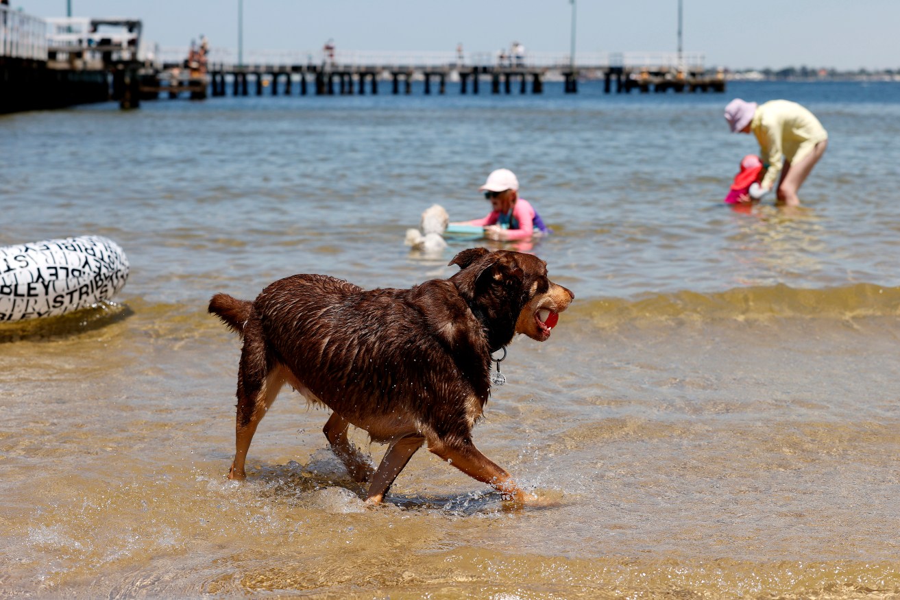 Heatwave conditions are forecast for South Australia, Victoria, NSW and Tasmania.