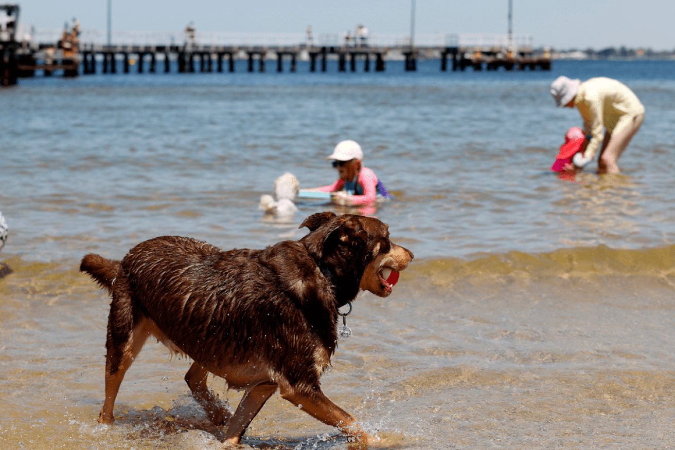 Cool water brings relief from the heat, especially for this four-legged beachgoerin his thick fur coat.