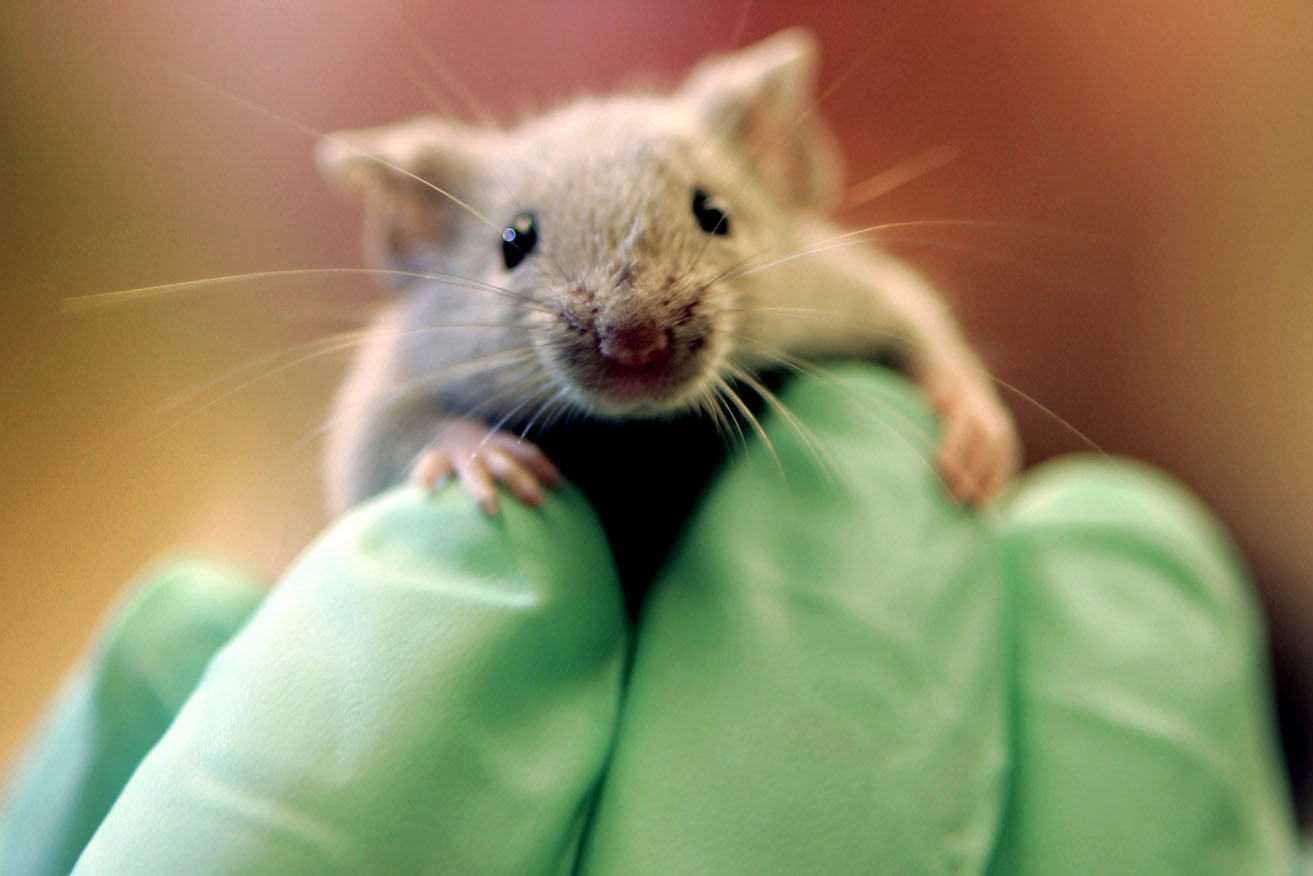 Laboratory mice will no longer be forced to swim until exhaustion in cruel experiments.