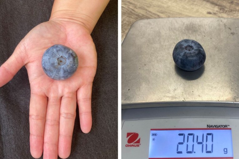 Aussie farm nabs record for heavyweight blueberry