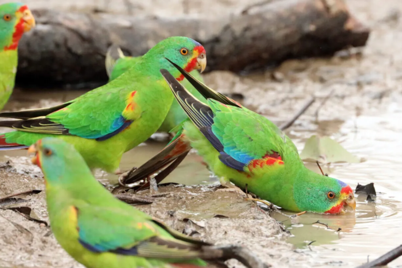 The swift parrot breeds only in Tasmania, where logging is wrecking its habitat.