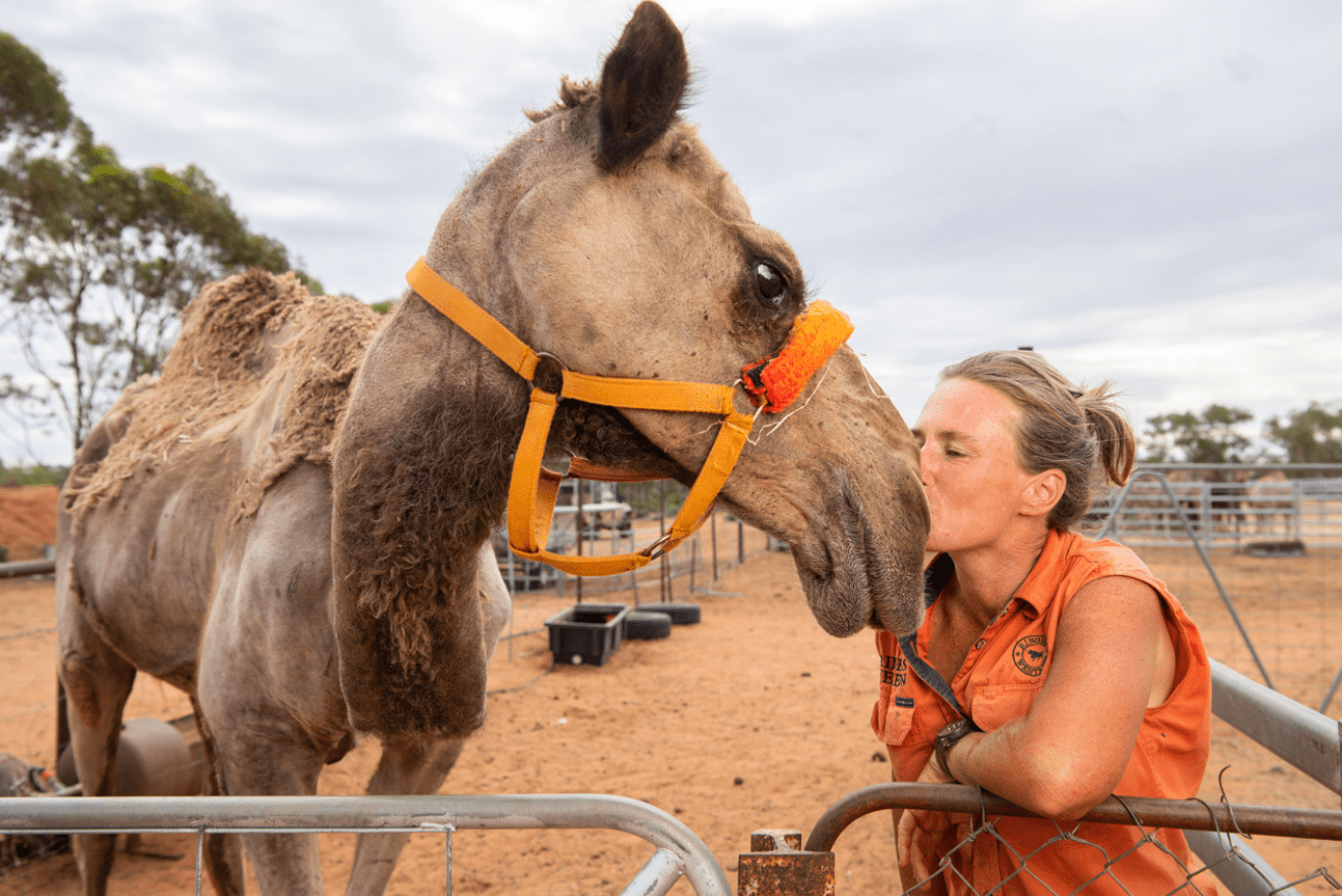 Petah Devine plants a smooch one of her beloved camels. 