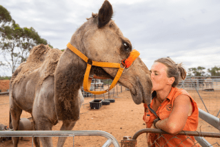 Gap year kids help ‘Camel Lady’ get over hiring hump
