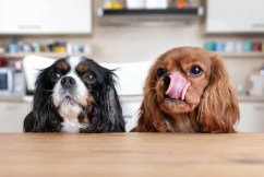Five things to know before boarding your pets