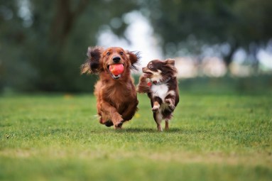 Essential dog supplies for healthy, happy dogs