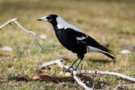 Magpies in survival mode due to climate change and noise