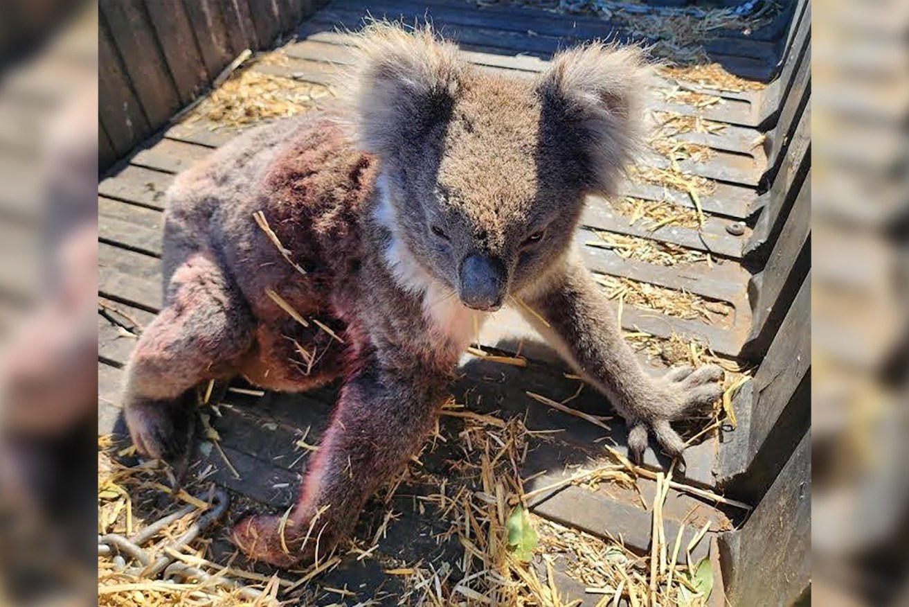 Koalas are being injured on Kangaroo Island because of logging operations.