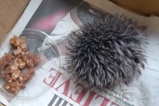Rescued ‘hedgehog’ turns out to be a pom pom