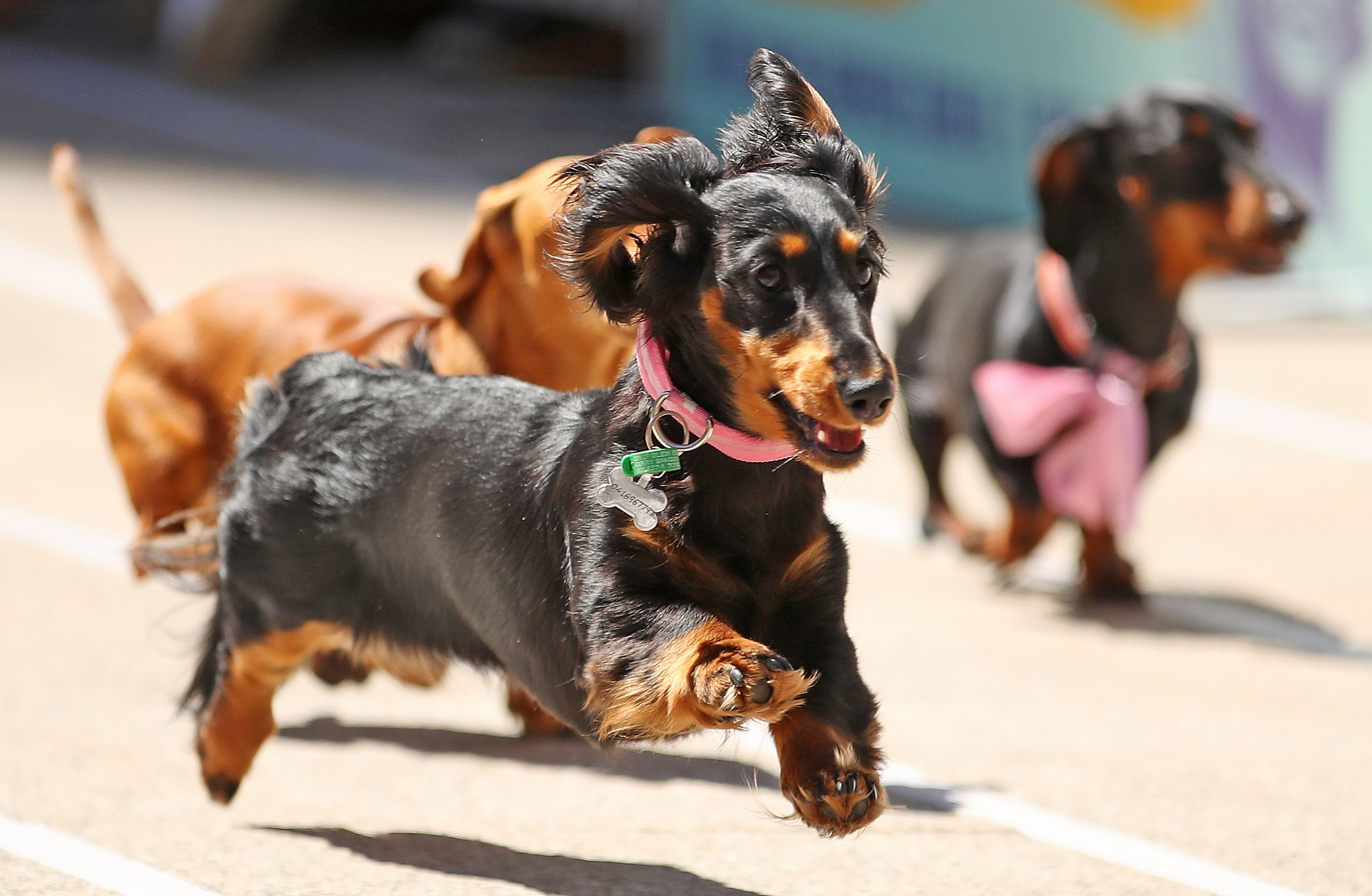 Dachshunds run as they compete in the annual Teckelrennen Hophaus Dachshund Race and Costume Parade on October 13, 2018 in Melbourne, Australia. The annual 'Running of the Wieners' is held to celebrate Oktoberfest. 