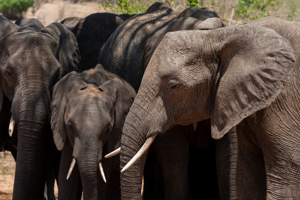 An African elephant calf, Loxodonta africana, protected by the females of a breeding herd. Chobe National Park, Botswana.