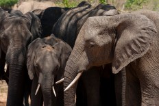 Urgent probe into mystery mass elephant deaths