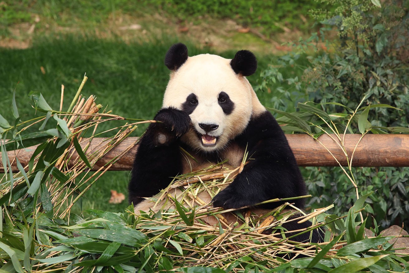Fu Bao, the first giant panda born in South Korea, is being sent to China.
