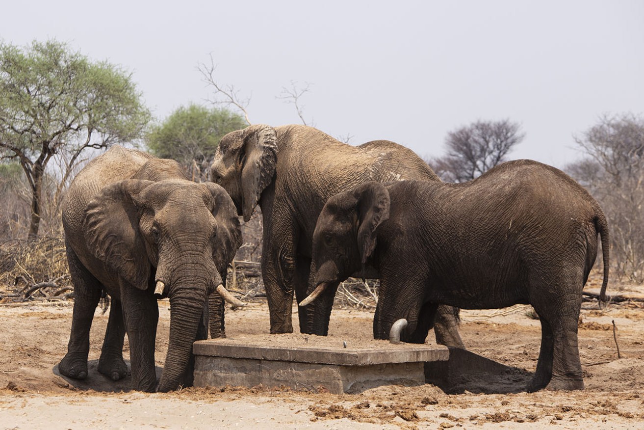 Botswana is threatening to send thousands of elephants to Germany. 