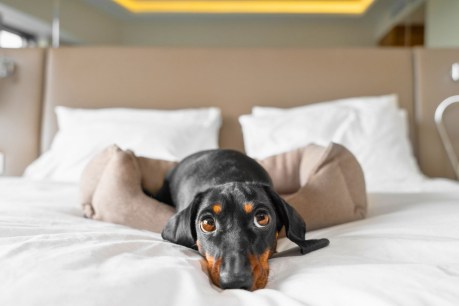 Could sharing a bedroom with your pets be keeping you from getting a good night’s sleep?