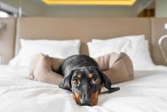 Could sharing a bed with pets be hurting our sleep?