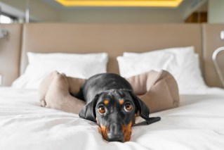 Could sharing a bed with pets be hurting our sleep?