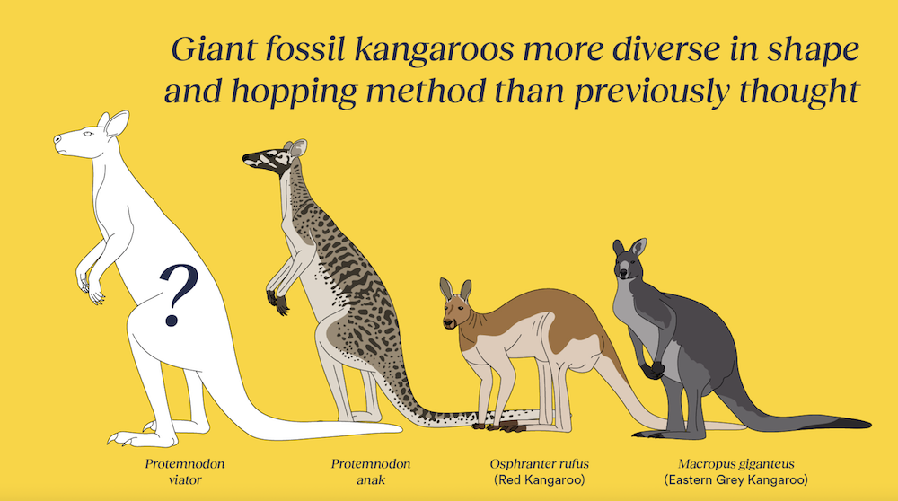 pictured is the unearthed Protemnodon, a giant kangaroo