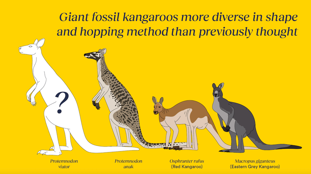 pictured is the unearthed Protemnodon, a giant kangaroo