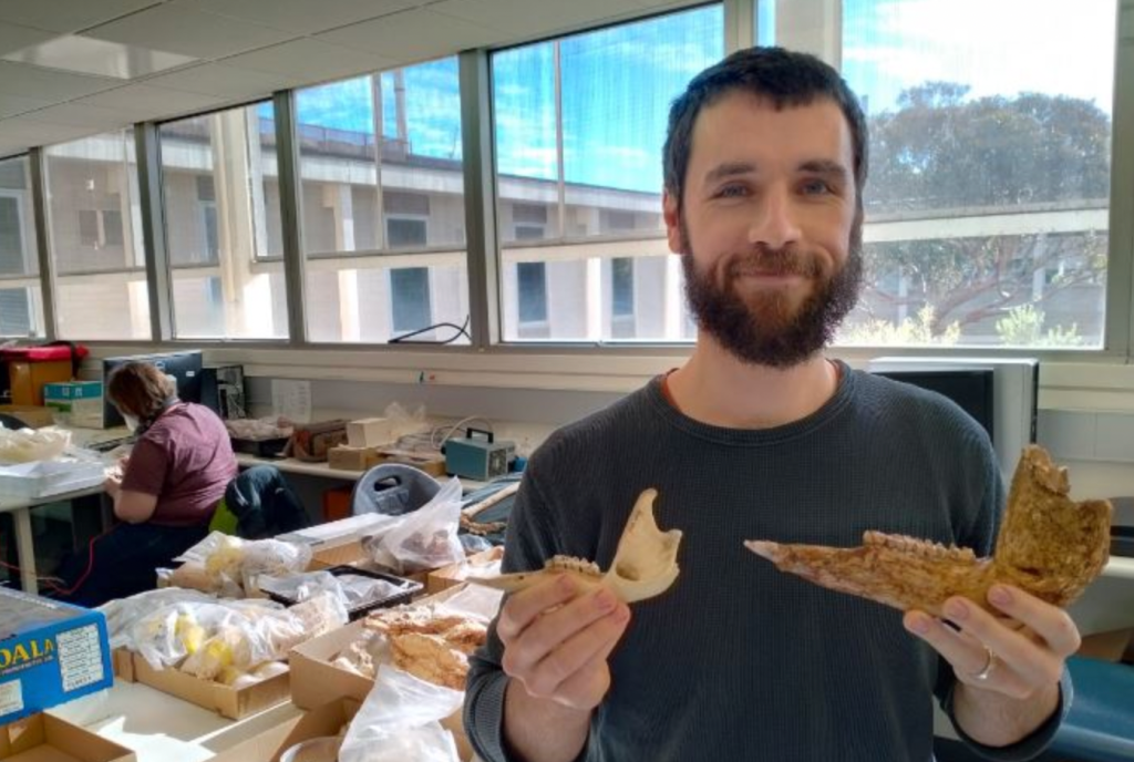 Flinders University palaeontology PhD researcher Isaac Kerr with an extant kangaroo jaw bone, left, and Australian megafauna kangaroo jaw bone.