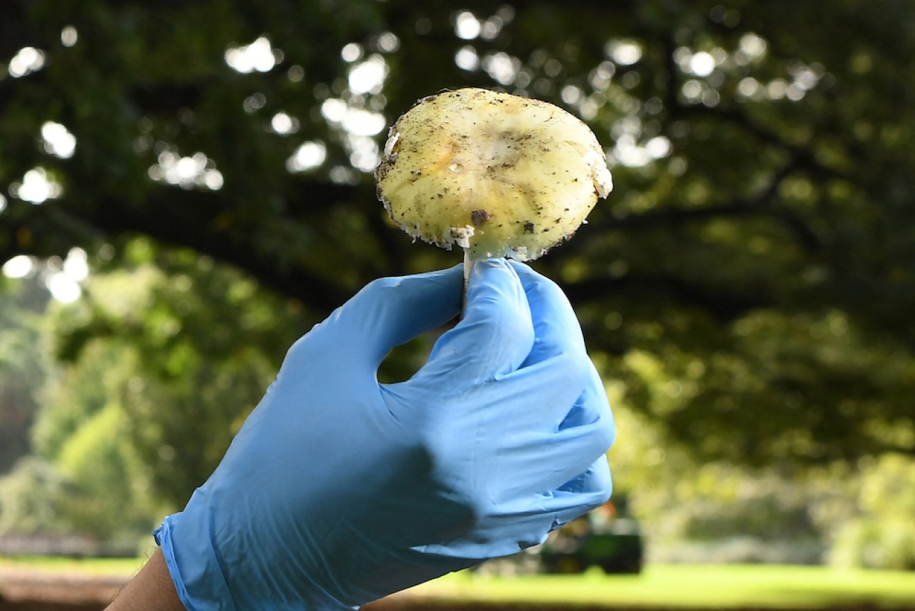 Death cap mushrooms are deadly poisonous mushrooms found in Australia.