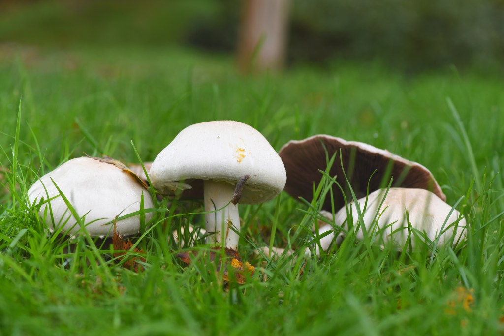 pictured is the yellow-staining mushroom