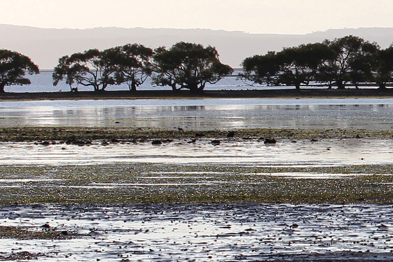 The proposal for wetlands at Toondah Harbour included a marina and a 3600-unit complex. 