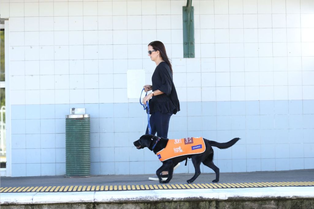 pictured is a guide dog in training