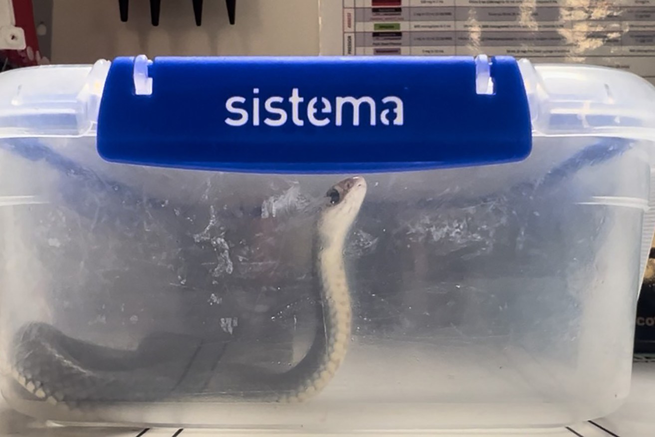 An eastern brown snake taken to Bundaberg Hospital's emergency department by a bite victim.