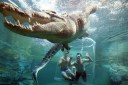 What it's like to get up close with a saltwater crocodile