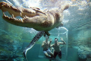 Forget the sinking feeling, I’m with croc stars